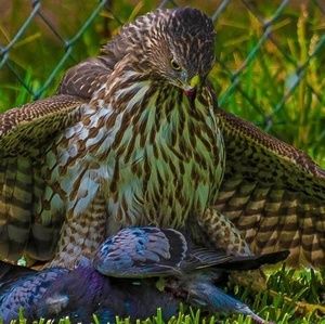 Meet your Posher, Larry